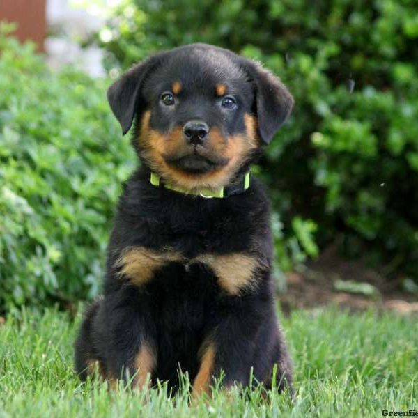 Lex, Rottweiler Puppy