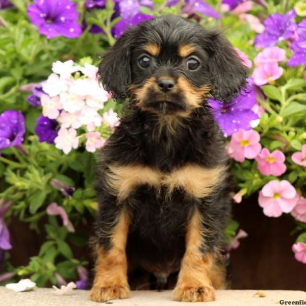 Lex, Cavapoo Puppy