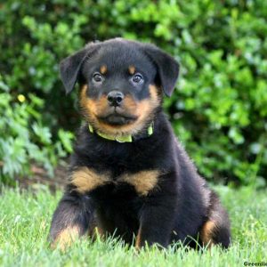 Lex, Rottweiler Puppy