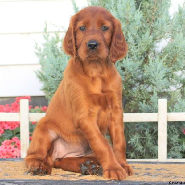 Lila, Irish Setter Puppy