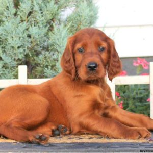 Lila, Irish Setter Puppy