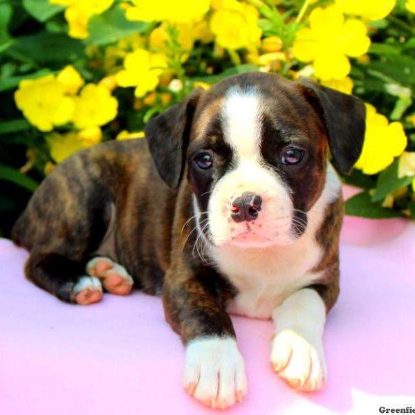 Lily Jr, Boston Terrier Mix Puppy