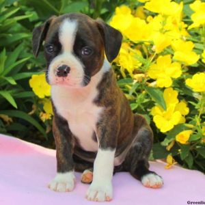 Lily Jr, Boston Terrier Mix Puppy