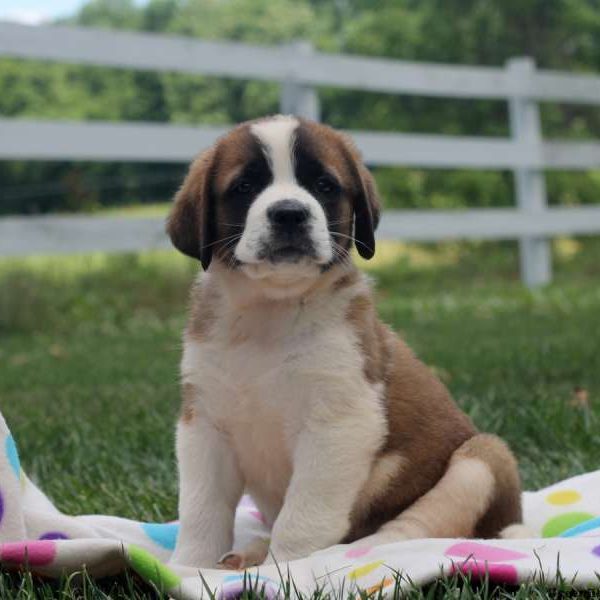 Lily, Saint Bernard Puppy