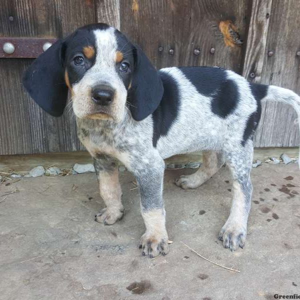 Lily, Bluetick Coonhound Puppy