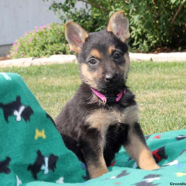 Lily, German Shepherd Puppy