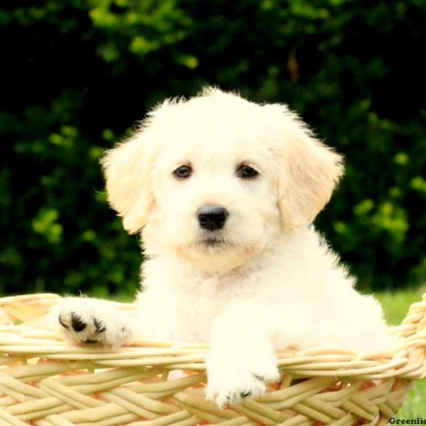 Lily, Labradoodle-Miniature Puppy