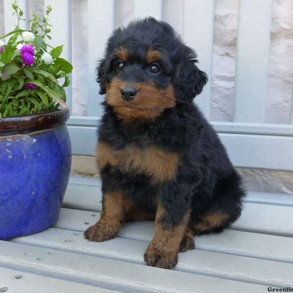 Lily, Bernedoodle-Miniature Puppy