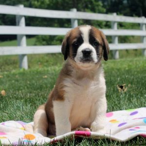 Lily, Saint Bernard Puppy