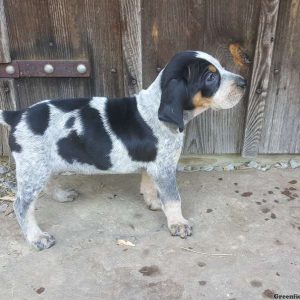 Lily, Bluetick Coonhound Puppy