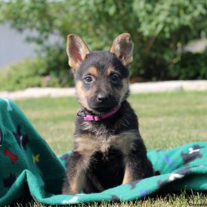 Lily, German Shepherd Puppy