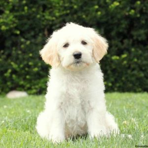 Lily, Labradoodle-Miniature Puppy