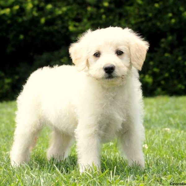 Lincoln, Labradoodle-Miniature Puppy