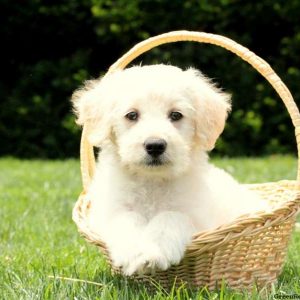 Lincoln, Labradoodle-Miniature Puppy