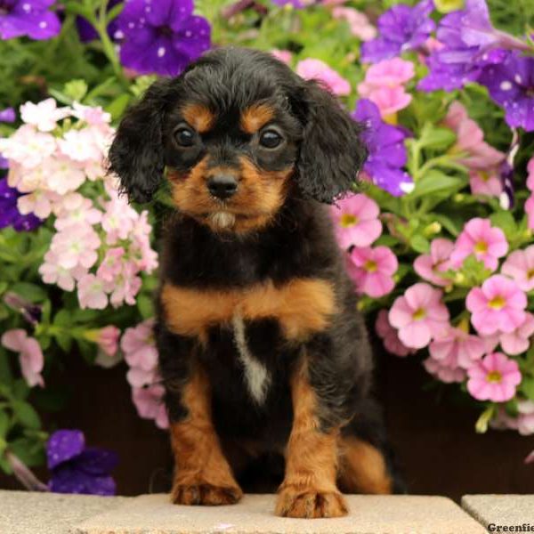 Lindy, Cavapoo Puppy