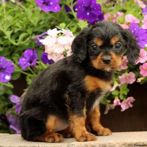 Lindy, Cavapoo Puppy