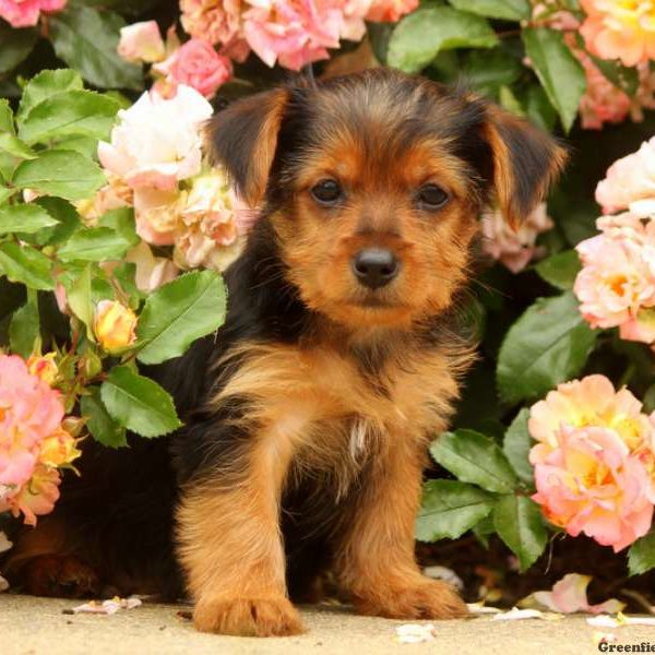 Link, Yorkshire Terrier Puppy