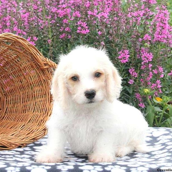 Link, Bichon Mix Puppy