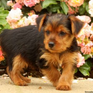 Link, Yorkshire Terrier Puppy