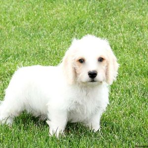 Link, Bichon Mix Puppy