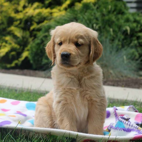 Lionel, Golden Retriever Puppy