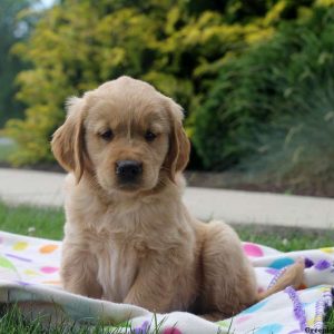 Lionel, Golden Retriever Puppy