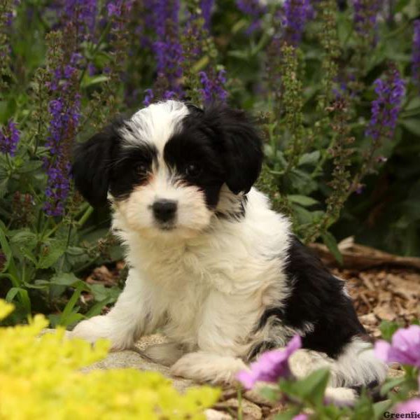 Lizzy, Havanese Puppy