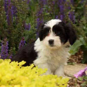 Lizzy, Havanese Puppy