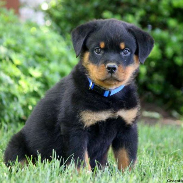 Lockland, Rottweiler Puppy