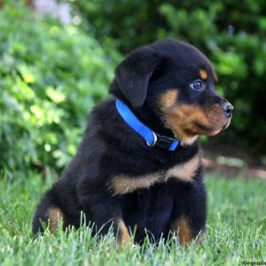 Lockland, Rottweiler Puppy