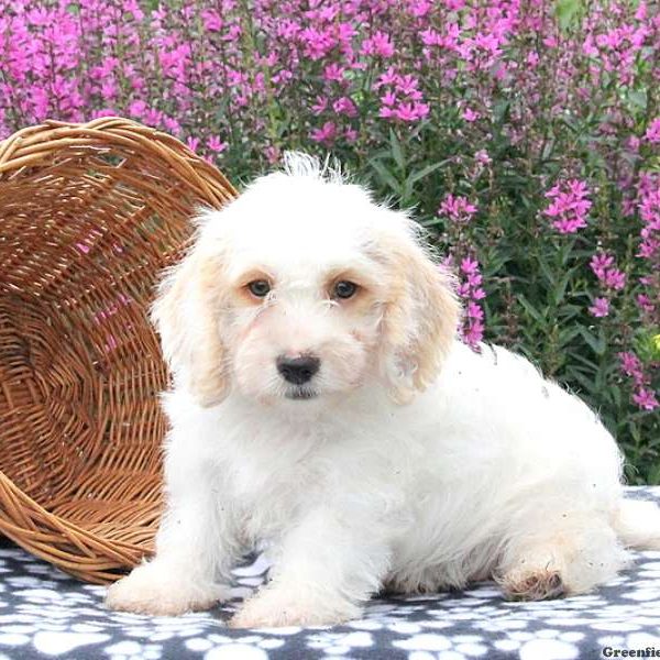 Logan, Bichon Mix Puppy