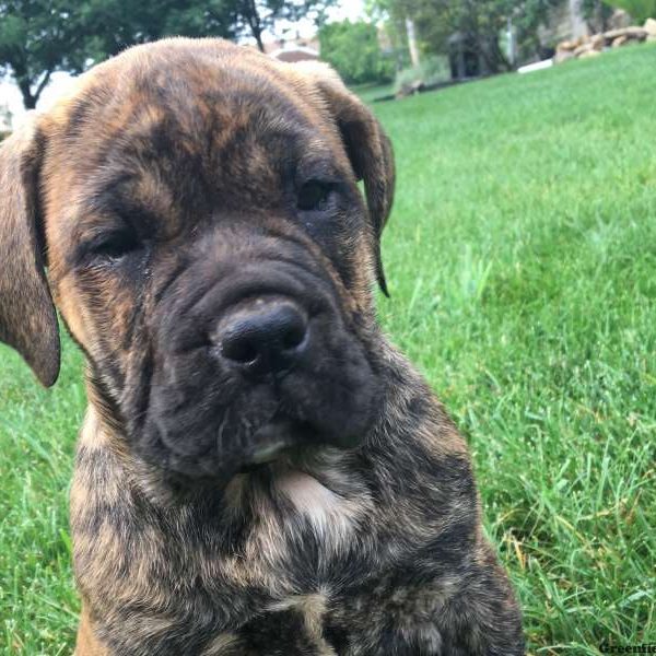 Lola, English Bulldog Mix Puppy