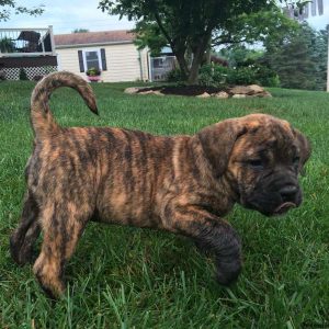 Lola, English Bulldog Mix Puppy