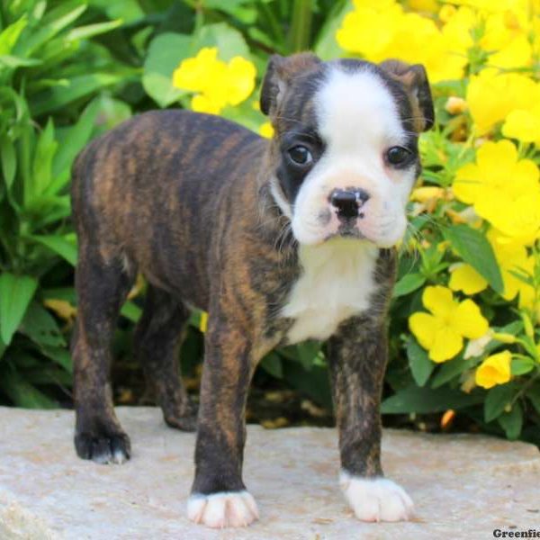 Lolli, Boston Terrier Mix Puppy