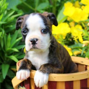 Lolli, Boston Terrier Mix Puppy