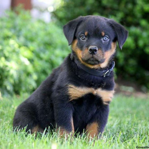 London, Rottweiler Puppy