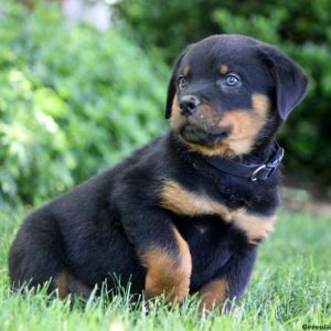 London, Rottweiler Puppy