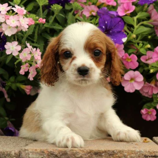 Lonnie, Cavapoo Puppy