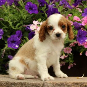 Lonnie, Cavapoo Puppy