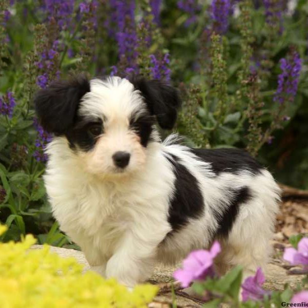 Louie, Havanese Puppy