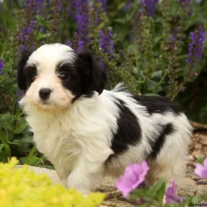 Louie, Havanese Puppy