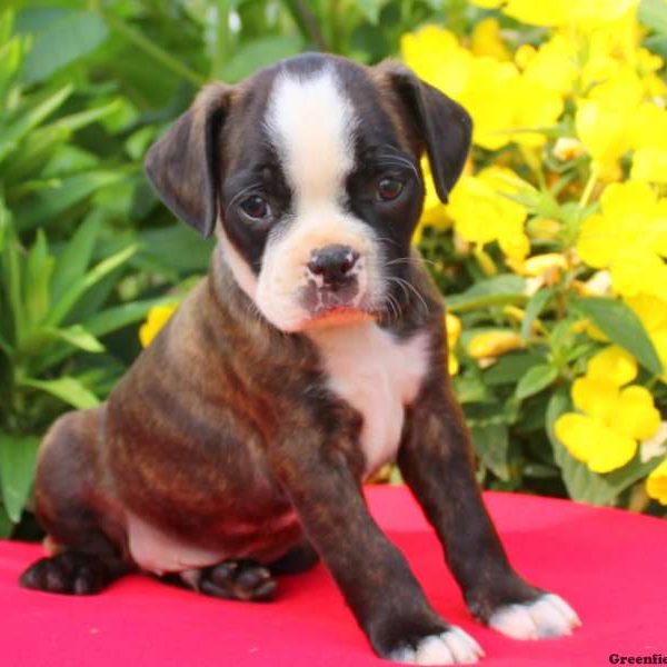 Lox, Boston Terrier Mix Puppy