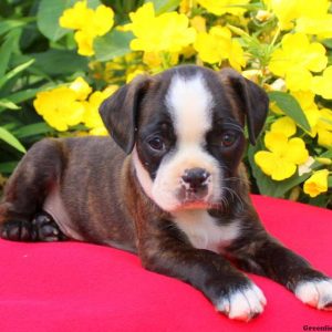 Lox, Boston Terrier Mix Puppy