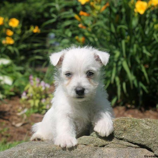 Lucas, West Highland Terrier Puppy