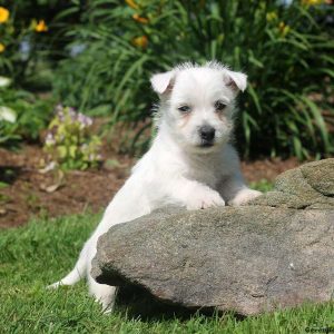 Lucas, West Highland Terrier Puppy