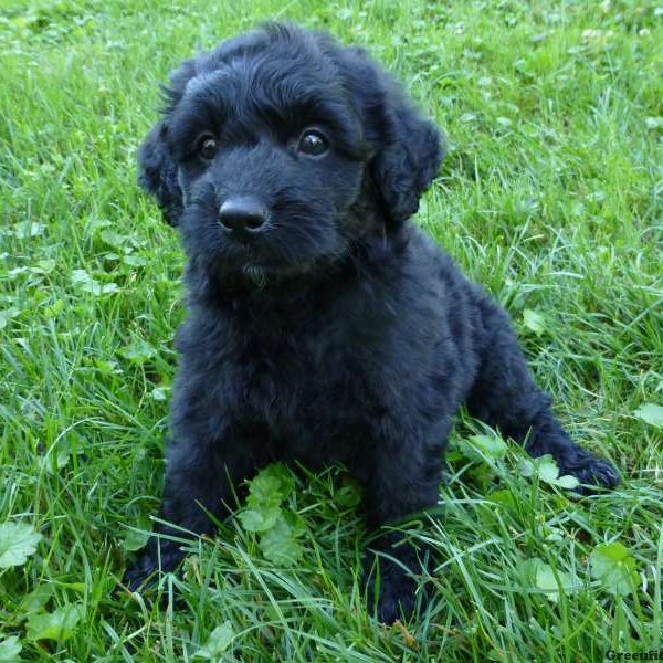 Lucky, Bernedoodle-Miniature Puppy