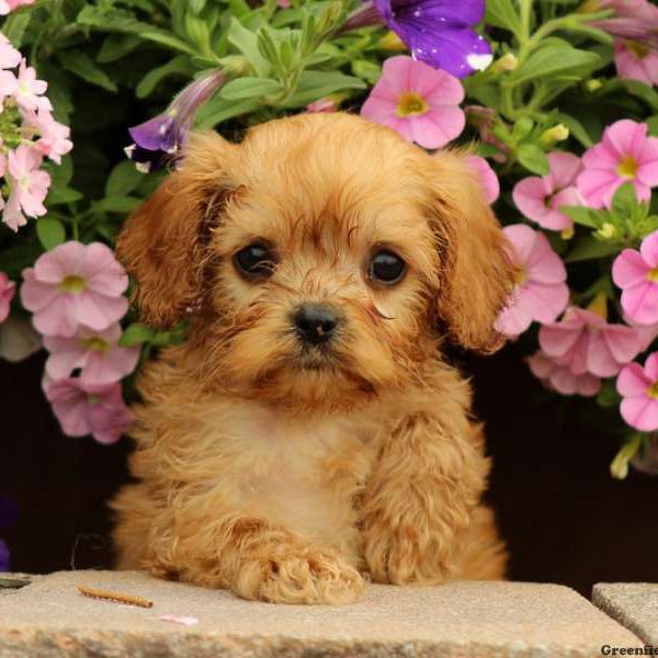 Lucy, Cavapoo Puppy