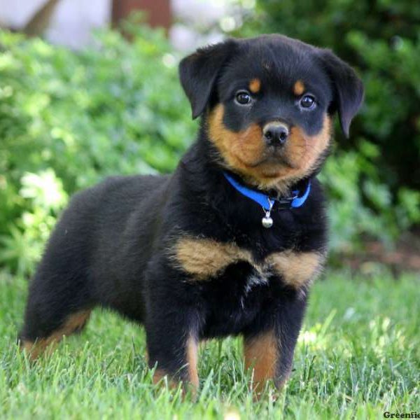 Lucy, Rottweiler Puppy