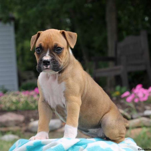 Lucy, Boxer Puppy