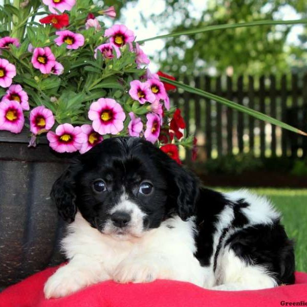 Lucy, Cavachon Puppy